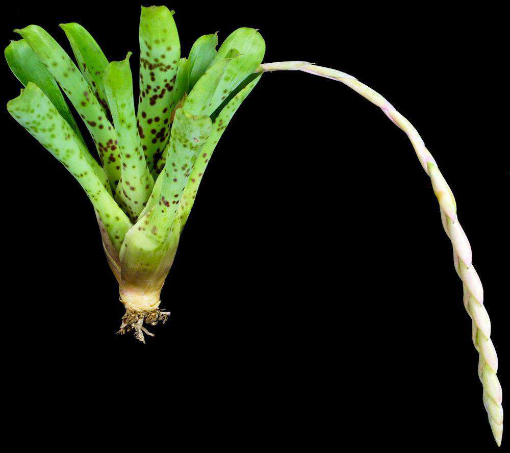 Vriesea guttata – Tropiflora