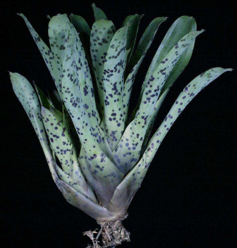 フリーセア　グッタータ　Vriesea Guttata Vriesea guttata – Tropiflora