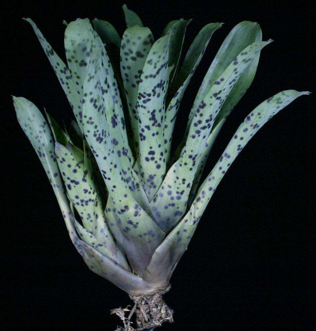 Vriesea guttata - Tropiflora