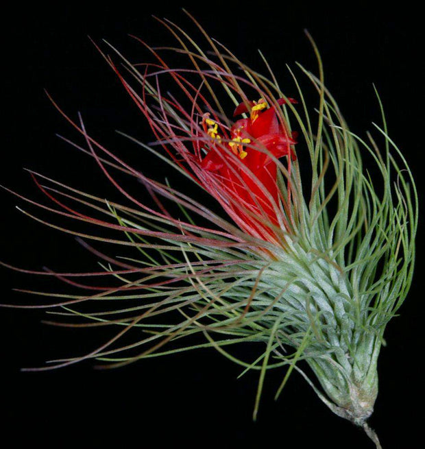 Tillandsia andreana x funckiana - Tropiflora