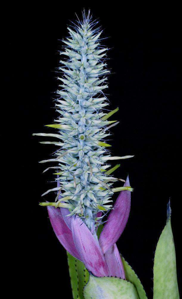 Aechmea setigera - Tropiflora