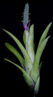 Aechmea setigera - Tropiflora