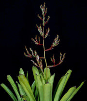 Aechmea discordiae - Tropiflora