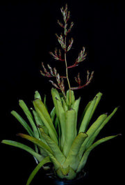 Aechmea discordiae - Tropiflora