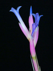Tillandsia aeranthos 'Major' - Tropiflora