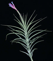 Tillandsia aeranthos 'Major' - Tropiflora