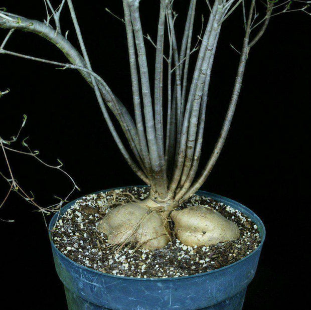 Euphorbia hedyotoides - Tropiflora