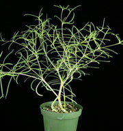 Euphorbia hedyotoides - Tropiflora