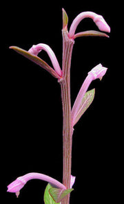 Monadenium rubellum - Tropiflora