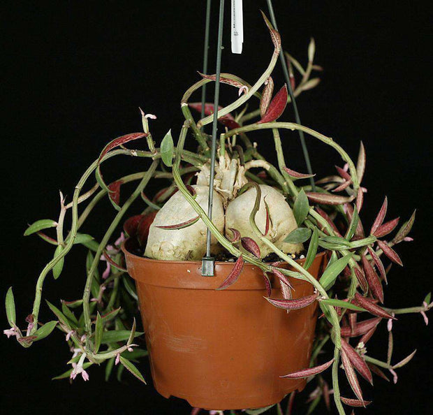 Monadenium rubellum - Tropiflora