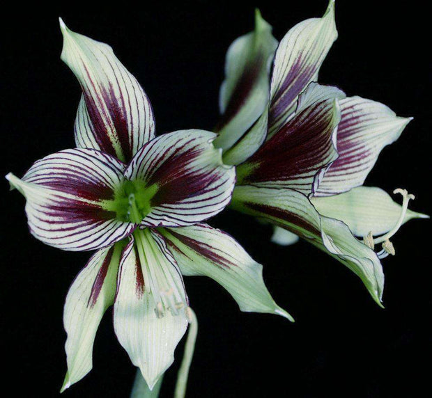 Hippeastrum papilio - Tropiflora