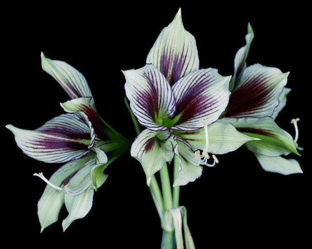 Hippeastrum papilio - Tropiflora