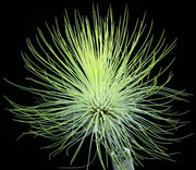 Tillandsia andreana - Tropiflora
