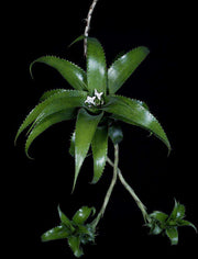 Neoregelia mooreana - Tropiflora