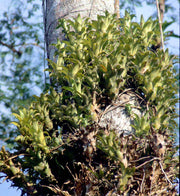 Neoregelia mooreana - Tropiflora