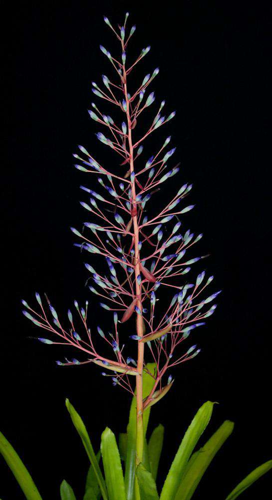 Portea petropolitana v. extensa - Tropiflora