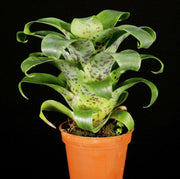 Vriesea racinae - Tropiflora