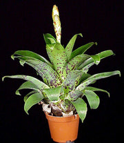 Vriesea racinae - Tropiflora