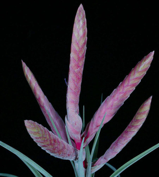 Tillandsia chiapensis x fasciculata 'Magnificent' - Tropiflora