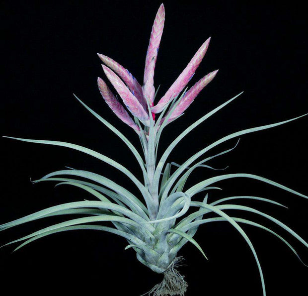 Tillandsia chiapensis x fasciculata 'Magnificent' - Tropiflora