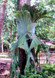 Platycerium 'Grande' - Tropiflora