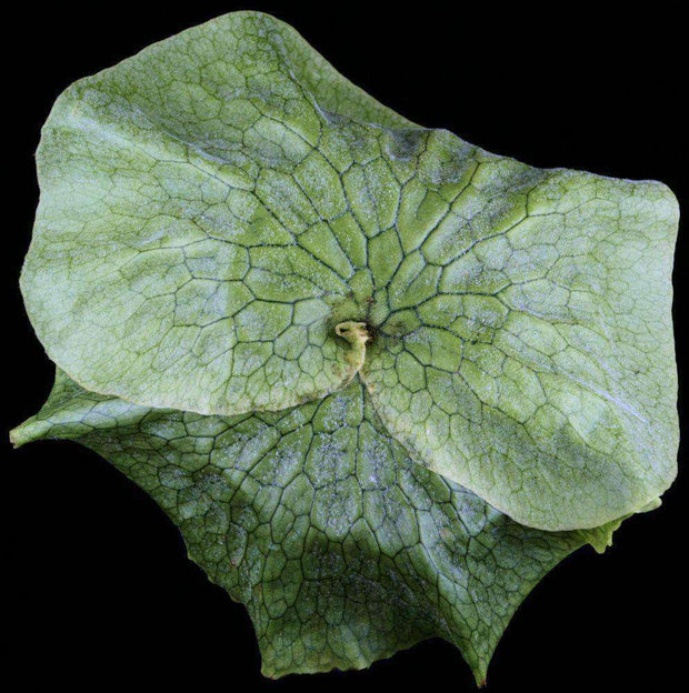 Platycerium 'Grande' - Tropiflora