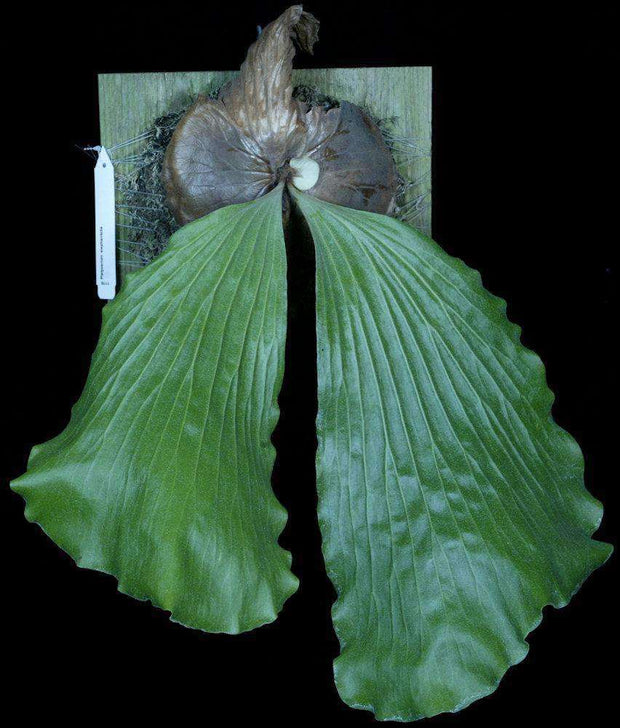 Platycerium elephantotis - Tropiflora