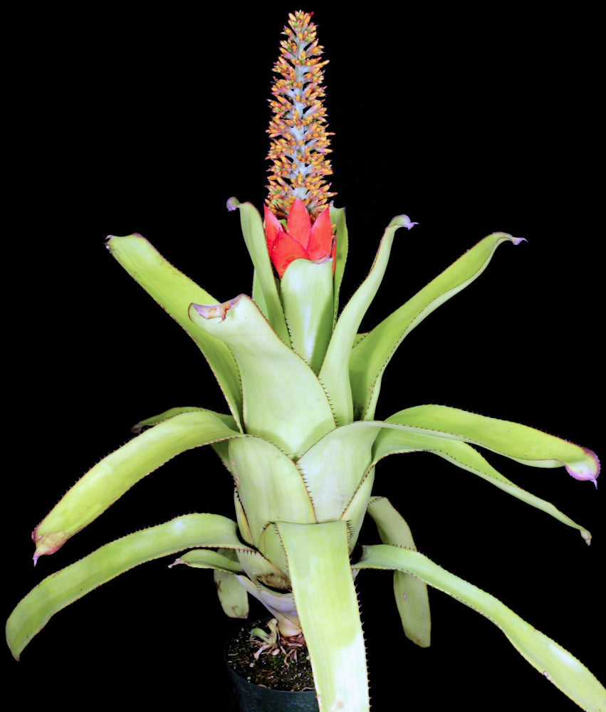 1119_Aechmea_mertensii_Large_F