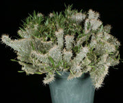 Pachypodium rosulatum v. gracilius 'Crested'