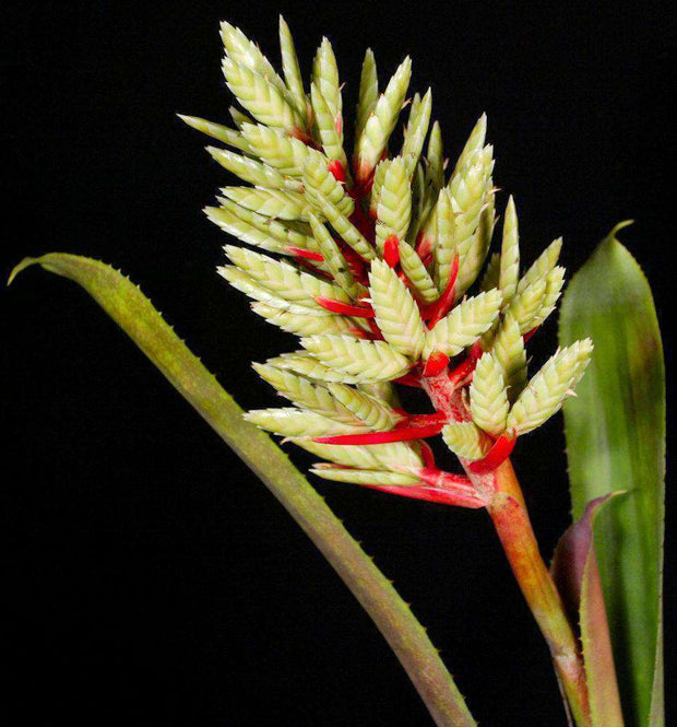 Aechmea dactylina - Tropiflora
