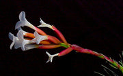 Tillandsia araujei 'Bronze' - Tropiflora
