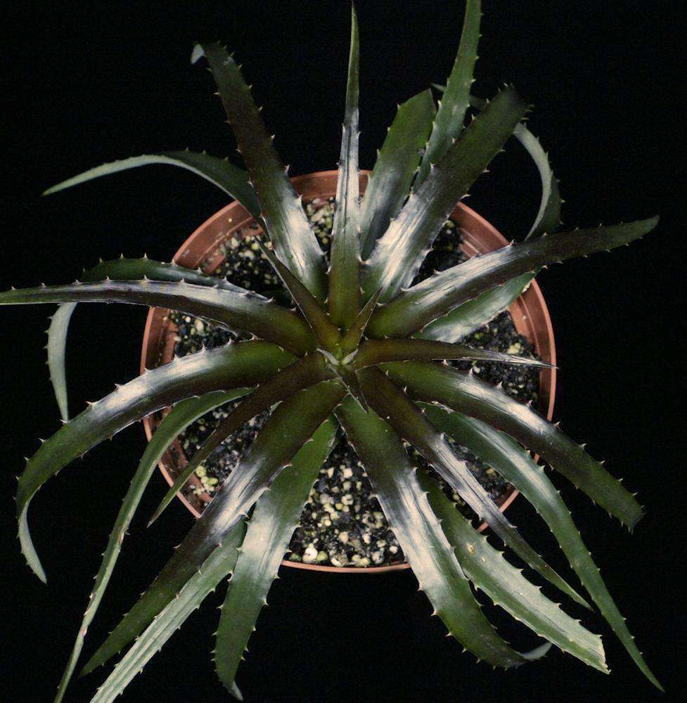 Dyckia 'Cherry Coke' – Tropiflora