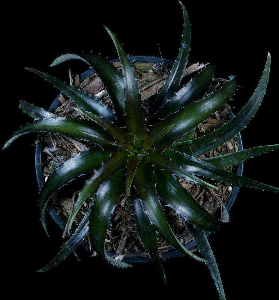 ディッキア Dyckia Koka Wolff (original) Dyckia 'Cherry Coke' – Tropiflora