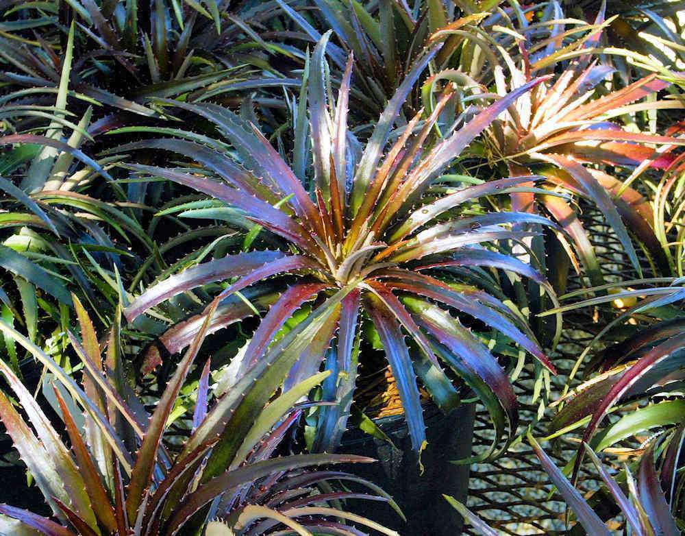 Dyckia 'Cherry Coke' – Tropiflora