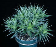 Deuterocohnia lorentziana - Tropiflora