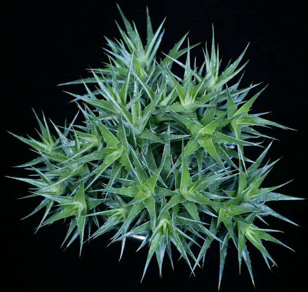 Deuterocohnia lorentziana - Tropiflora