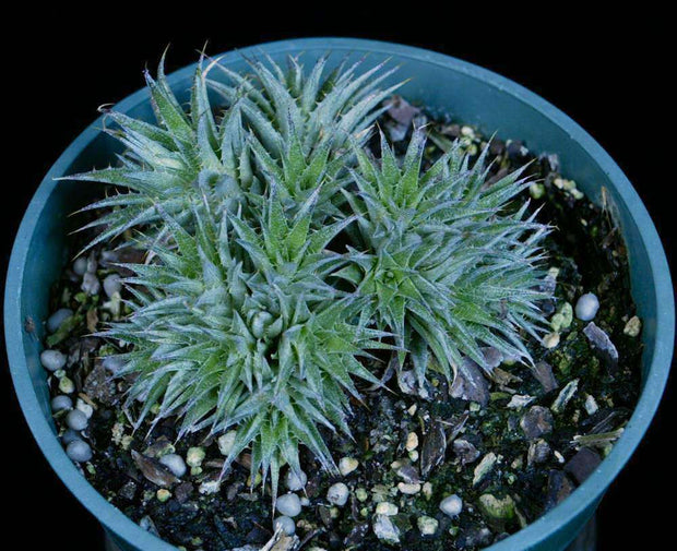 Deuterocohnia brevifolia v. chlorantha - Tropiflora