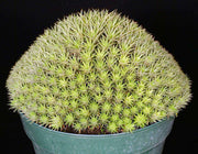 Deuterocohnia brevifolia v. chlorantha - Tropiflora