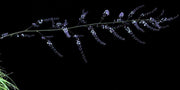 Hechtia caerulea - Tropiflora
