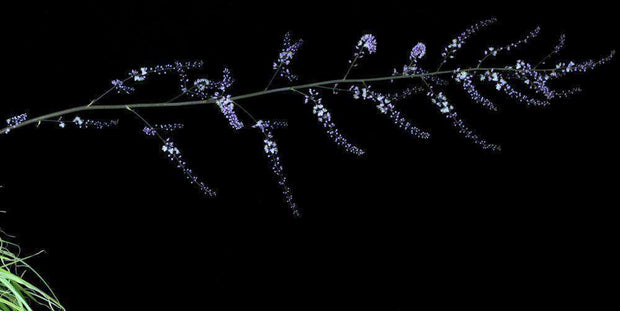 Hechtia caerulea - Tropiflora