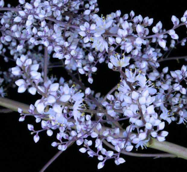 Hechtia caerulea - Tropiflora