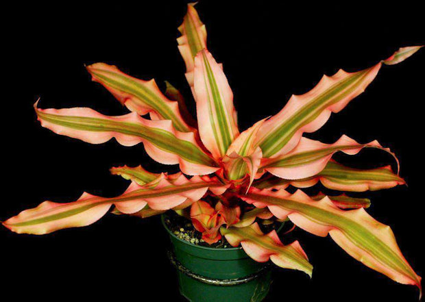 Cryptanthus 'Arlety' - Tropiflora
