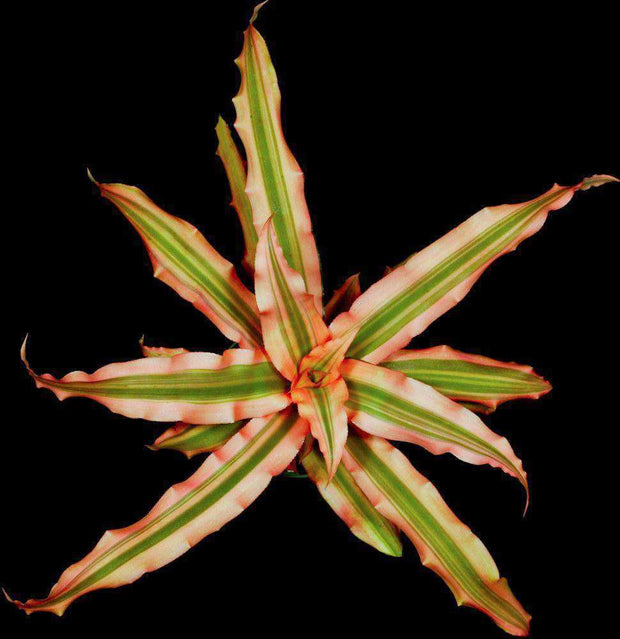 Cryptanthus 'Arlety' - Tropiflora