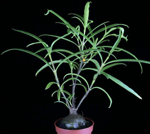 Hydnophytum puffii - Tropiflora