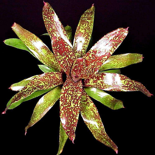 Neoregelia 'Gold Fever' - Tropiflora