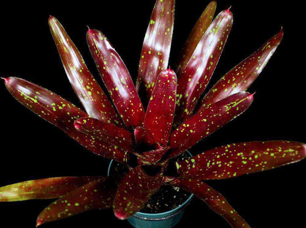 Neoregelia 'Black Forest' - Tropiflora