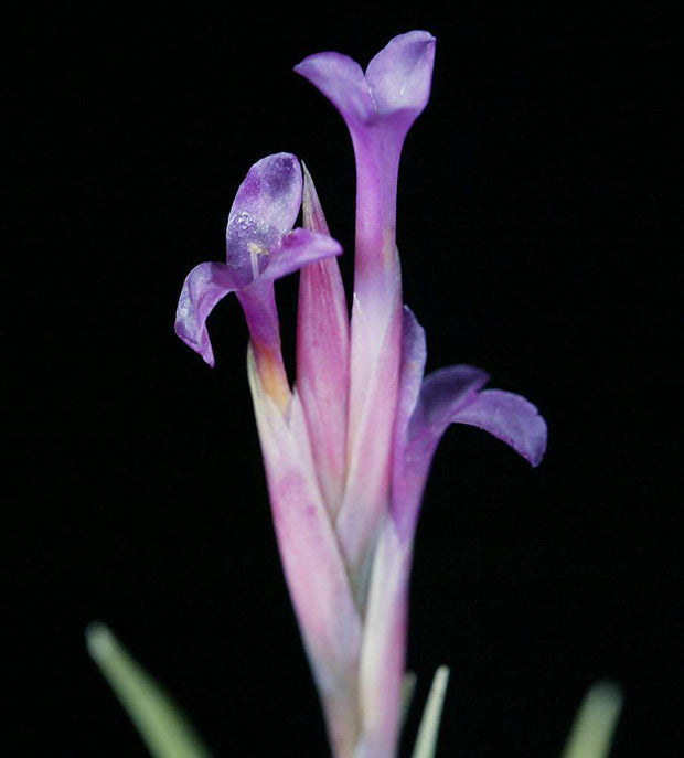 Tillandsia argentina - Tropiflora