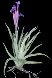 Tillandsia argentina - Tropiflora