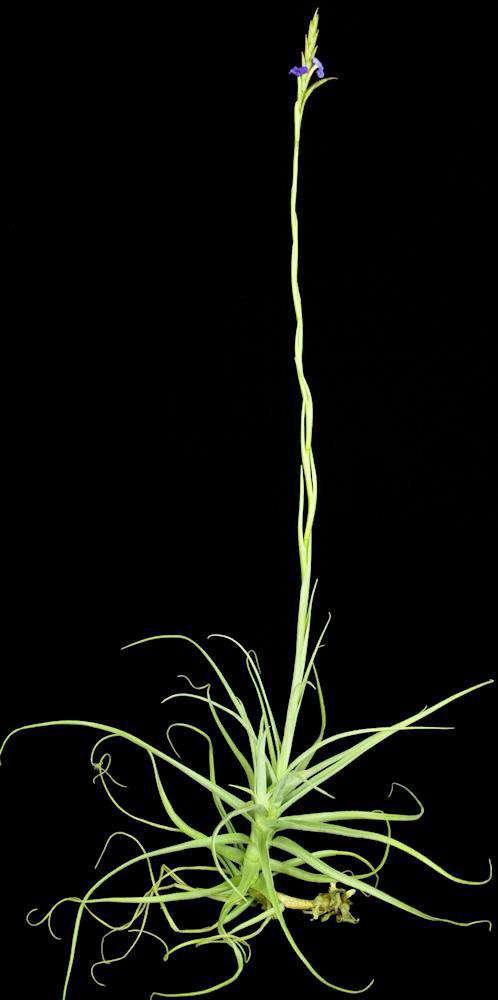 Tillandsia arhiza - Tropiflora