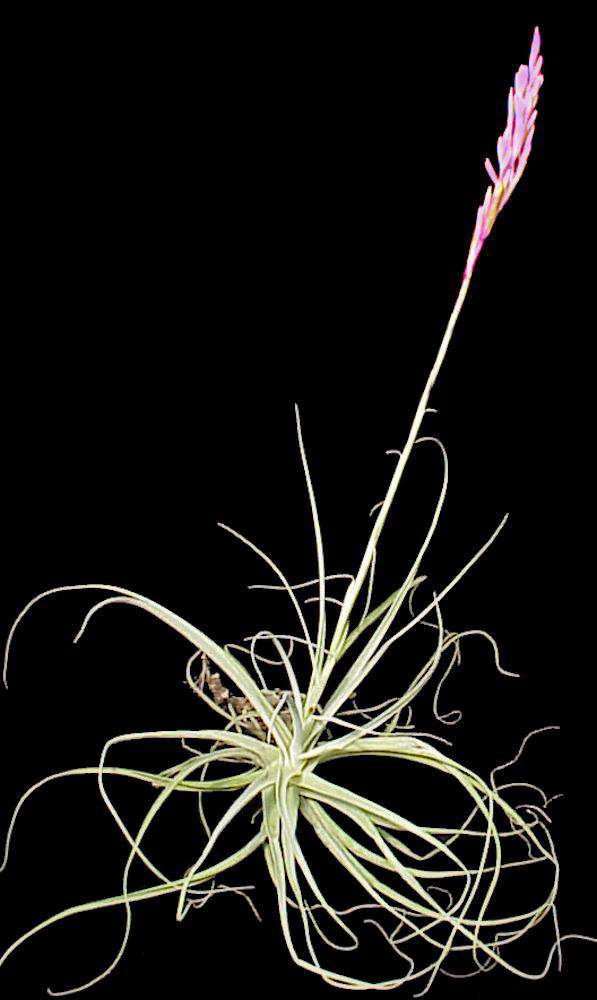 Tillandsia arhiza - Tropiflora